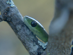 Philothamnus angolensis