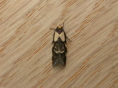 Palimmeces leucopelta