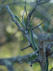 Philothamnus angolensis