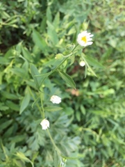 Erigeron strigosus