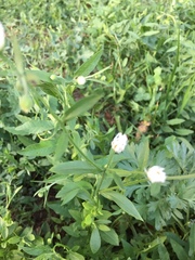 Erigeron strigosus