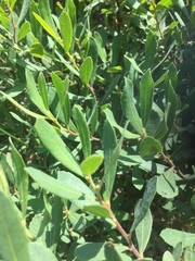 Myrica