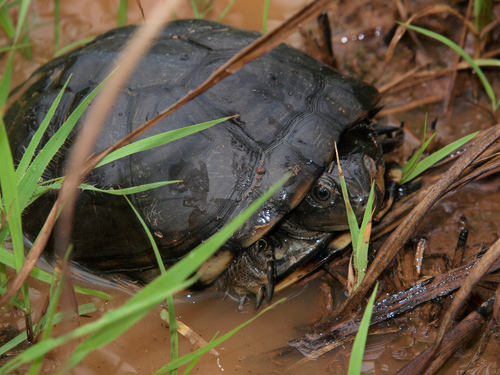 East African Black Mud Turtle