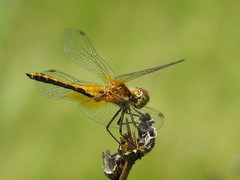 Sympetrum flaveolum