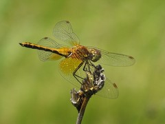 Sympetrum flaveolum