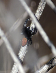 Phidippus princeps