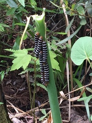 Xanthopastis regnatrix