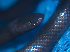 Amblyodipsas polylepis