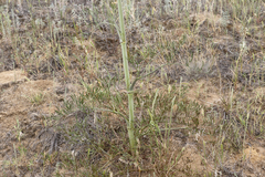 Taeniopetalum arenarium