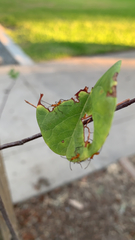 Heteroptera
