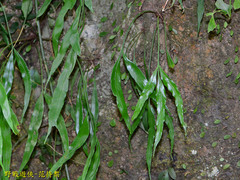 Asplenium formosae