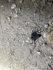 Paraphrynus carolynae