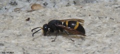 Orancistrocerus drewseni
