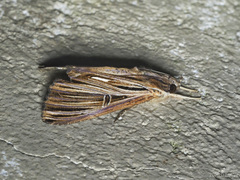 Ercheia multilinea
