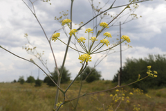 Taeniopetalum arenarium
