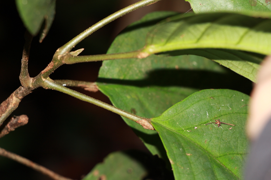 (Flora Singapore List B) · INaturalist