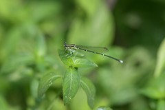 Pseudocopera