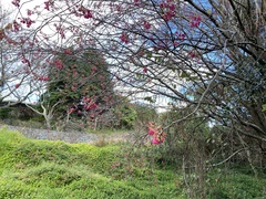 Prunus campanulata