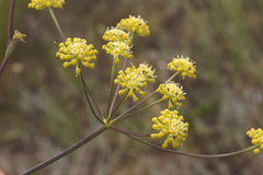 Taeniopetalum arenarium