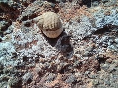 Tectarius striatus