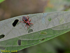 Ectrychotes comottoi