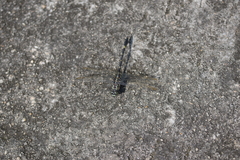 Gomphidia fukienensis