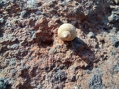 Tectarius striatus