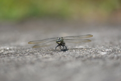 Gomphidia fukienensis