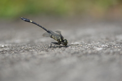 Gomphidia fukienensis
