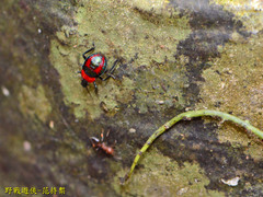 Eocanthecona concinna