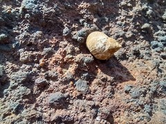Tectarius striatus