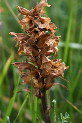 Orobanche gracilis