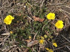 Potentilla heptaphylla