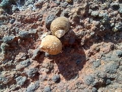 Tectarius striatus