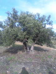 Olea europaea