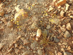 Bupleurum rigidum paniculatum