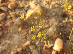 Bupleurum rigidum paniculatum