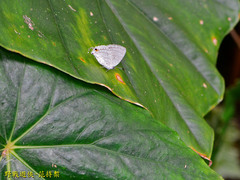 Leucantigius atayalicus