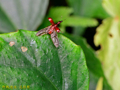 Paratrachelophorus nodicornis