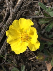 Potentilla heptaphylla