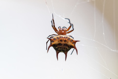 Gasteracantha curvispina