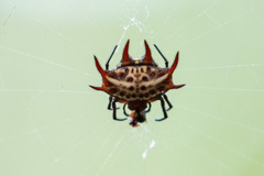 Gasteracantha curvispina