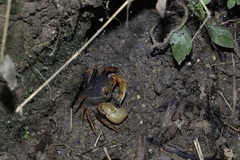 Nanhaipotamon aculatum