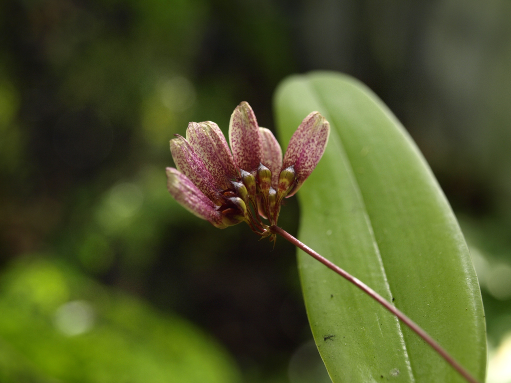 Flora Singapore List B · Inaturalist