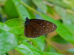 Euploea mulciber mulciber
