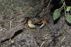 Nanhaipotamon aculatum