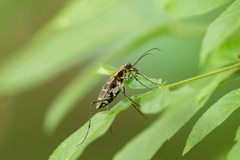 Hipparidium interruptum