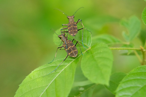 Cicindela interrupta