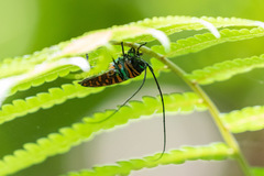 Sternotomis amabilis