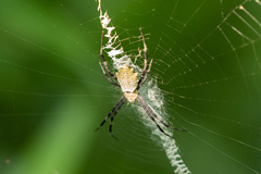 Argiope flavipalpis